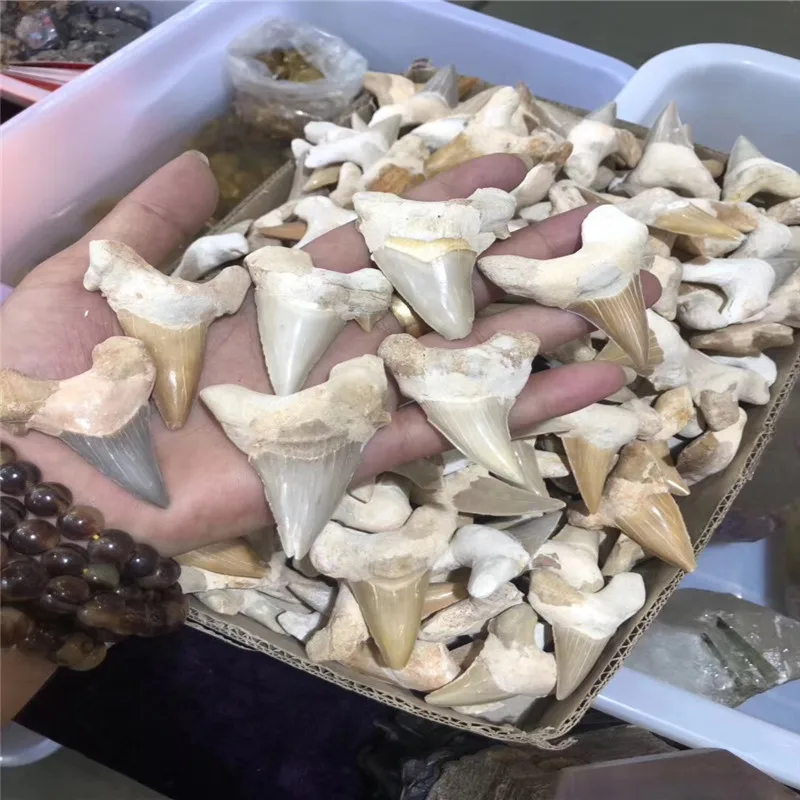 3.5-4cm Natural animal Morocco fossil shark tooth fossil mineral specimen as a gift, decorative pendant free shipping 1pc 3.5-4cm Natural animal Morocco fossil shark tooth fossil mineral specimen as a gift, decorative pendant free shipping 1pc