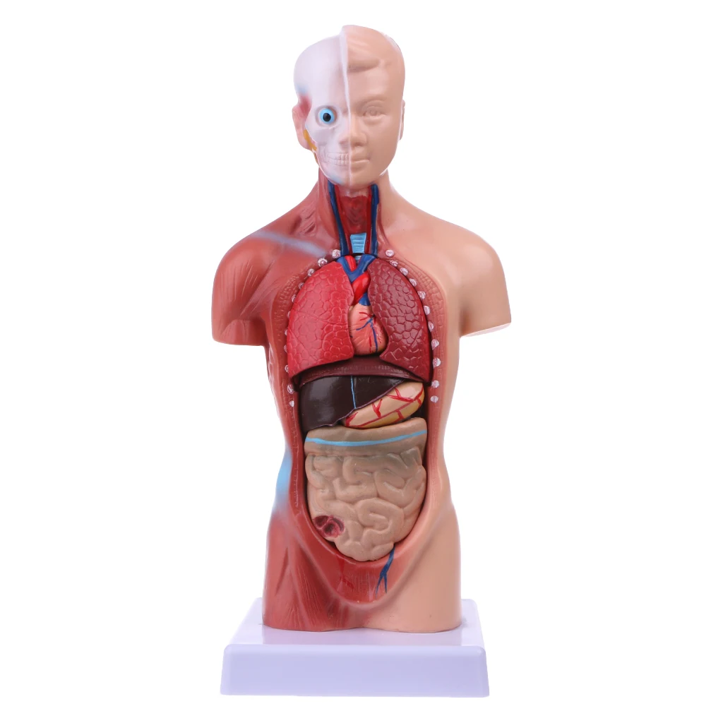 Тела туловища человека модель анатомия, анатомический медицинский внутренние органы для обучения