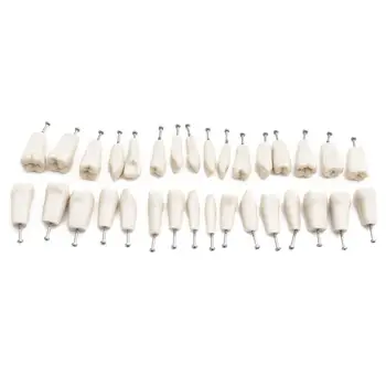

32pcs Replacement Teeth Fit ADC Accredited Model Dental Teeth Model Dental Teaching Model Demonstration Tooth Model