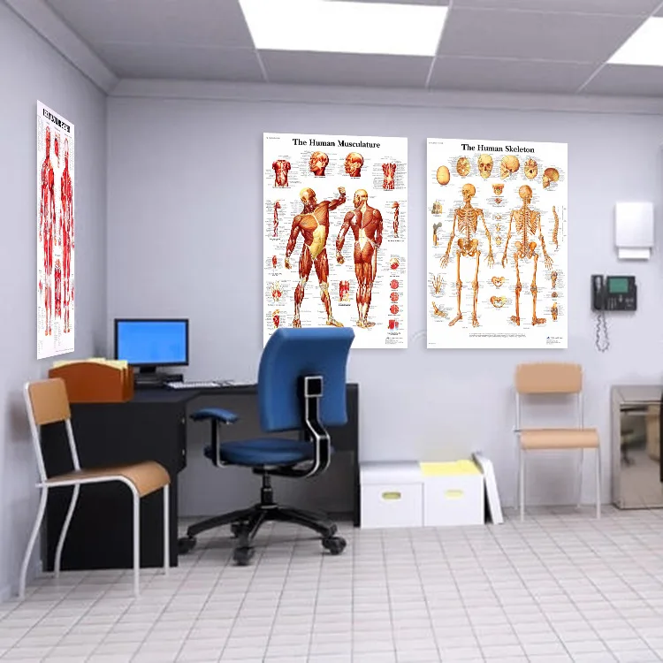 Human Anatomy Poster Skeletal Muscle Chart Popular Medical Science Teaching Office Schoolroom Decorative Painting Body Art | Дом и сад
