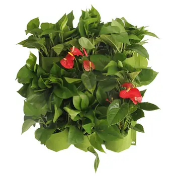 

9 Pockets Vertical Wall Planter Bag Wall-mounted with Round Bottom Stereoscopic Flowerpot Vegetable Pot Decoration 50 * 50cm