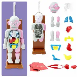 4d сборка манекена модель человеческого тела шутка новинки смешной подарок собранная игрушка практическая обучающая для детей