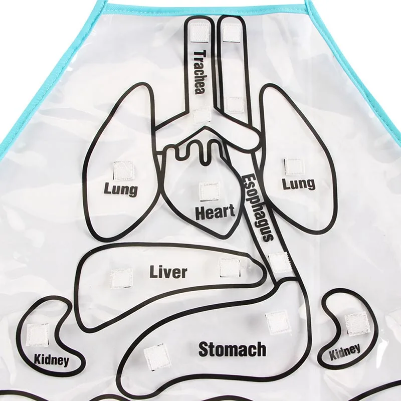 Children Anatomy Apron Human Body Organs Awareness Preschool Science Home School Teaching Aids Early Educational Toys 4