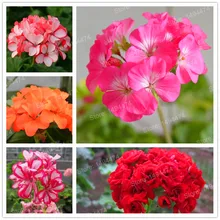 200 шт./пакет герани flores и изображениями красочного цветка растения Многолетние Цветочные Плант пеларгония плющелистная карликовые деревья Бонсай завод солнечной энергии для домашнего ga