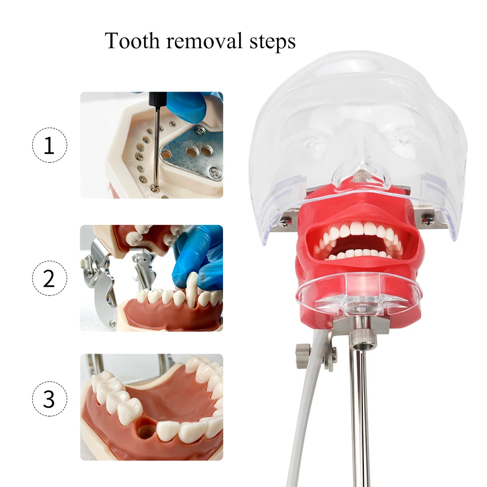 Dental Simulator Nissin Manikin Phantom Dental Phantom Head Model with 28Pcs Teeth New Style Bench Mount For Dentist Education