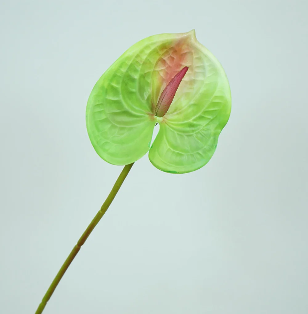 Антуриум срезка зеленый. Антуриум аризона. Антуриум длинный ствол. Стебель антуриума. Стебель антуриума.