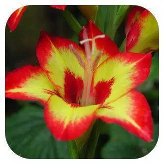 100 шт./пакет, Gladiolus, Gladiolus Цветочный бонсай, Gladiolus flores красивые садовые растения - Цвет: 14