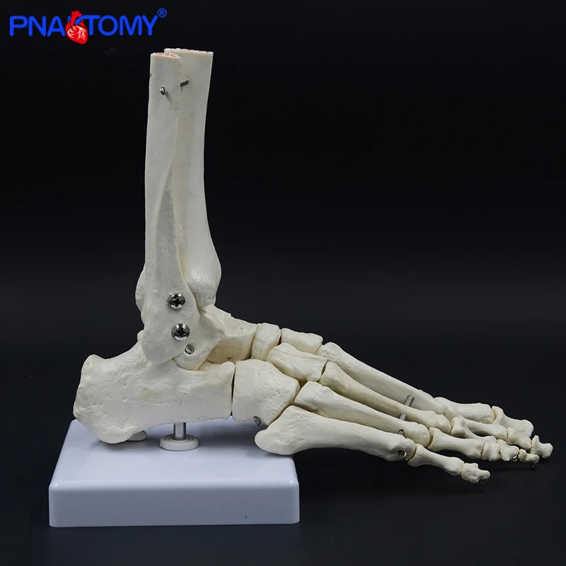 

PNATOMY Life size joints and bones of foot anatomy human foot and ankle model medical gift skeleton tibia and fibula bone 1:1