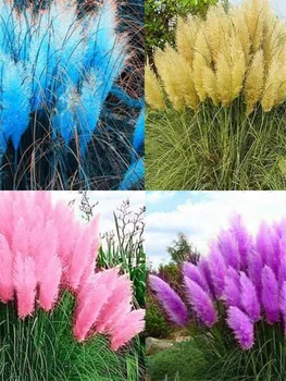 

100 Seeds Pampas grass seed Pampas grass silver reed seeds hardy grass species United States ornamental grass seeds