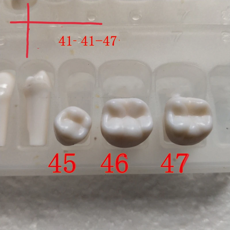 28 шт. высококачественное моделирование зуба зерна смолы моделирование зуба зерна Стоматологическая модель зуба для дантиста подготовки к тесту обучения