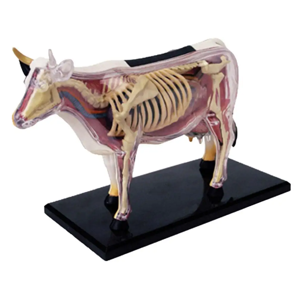 

4D Cow Intelligence Assembling Toy Animal Cow Organ Anatomy Model Medical Teaching DIY Early Education Science Toy for Children