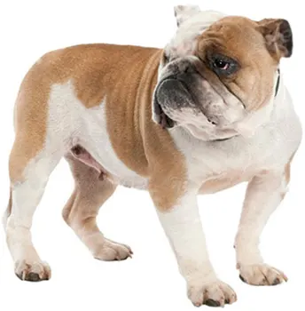 

Dinghy Tuzik overalls English Bulldog warm bitch