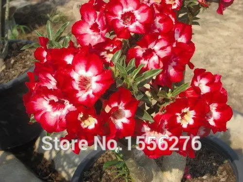 5 шт красочные Свежие Редкие Adenium Obesum S( подлинный - Цвет: Черный