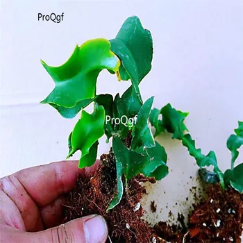 

Ngryise 2Pcs A Set curved Epiphyllum