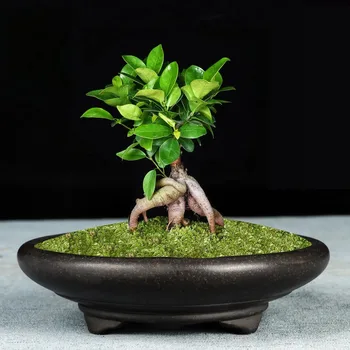 

Bonsai Pot Unglaze Basin China Mini Bonsai Pots Garden Flowerpot Purple Sand Ventilation Ceramic Succulents Flowerpots R4871