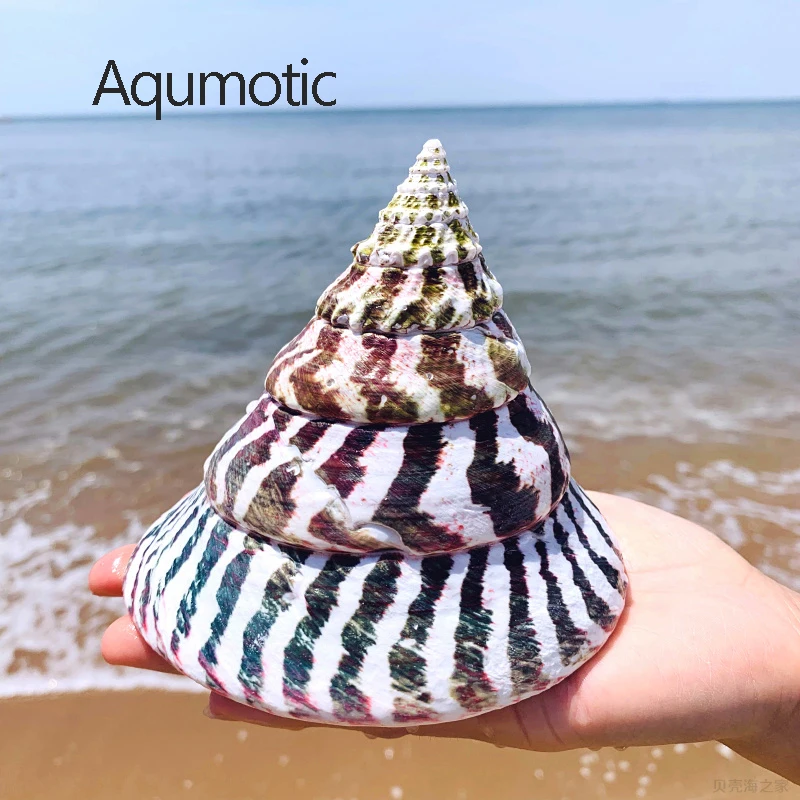 Aqumotic Snail Turritella раковины Редкие образцы Большие 1 шт. около 12 см большие натуральные морские раковины аквариум Ландшафтные окаменелости