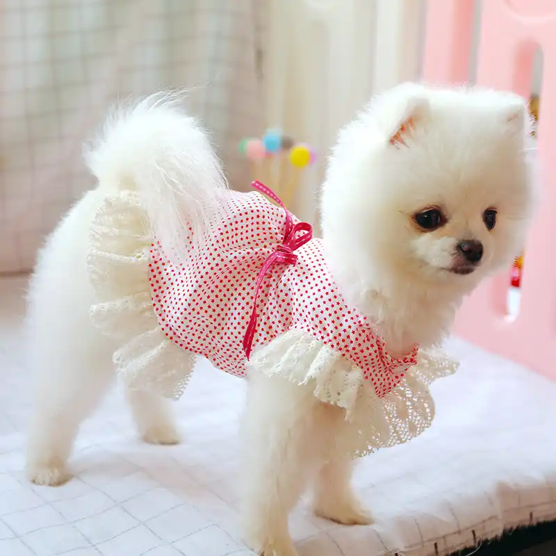 small dogs clothes cheap