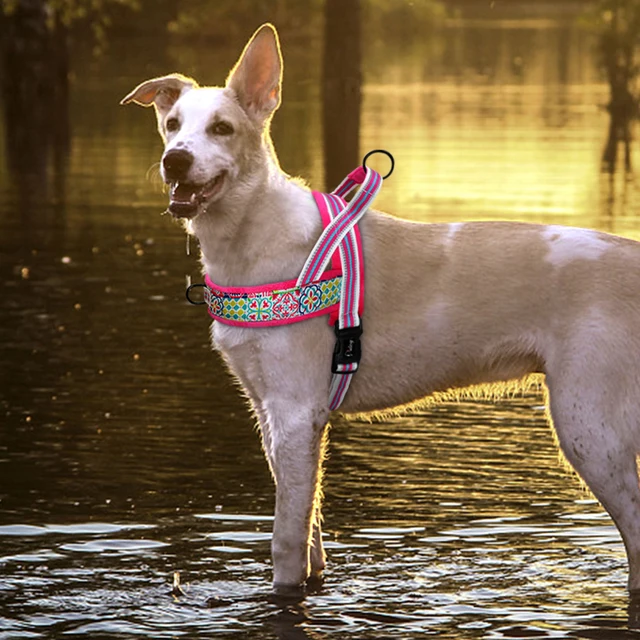 Pettorina No Pull Per Cani Riflettente - Regolabile, Senza Soffocamento, Per Taglie Piccole, Medie, Grandi (XL, Verde)
