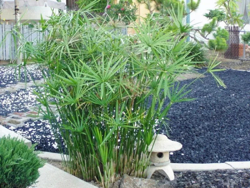 Cyperus Alternifolius зонтик завод Бонсай завод DIY домашний сад бонсай красота дома Гидропоника завод бонсай 50 шт