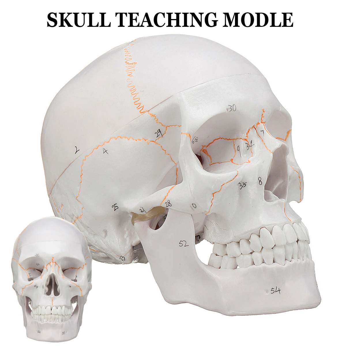  Head Skeleton Skull 1:1 Model Medical Science Teaching Life-size Skull for School Human Anatomy Pre - 32964426443