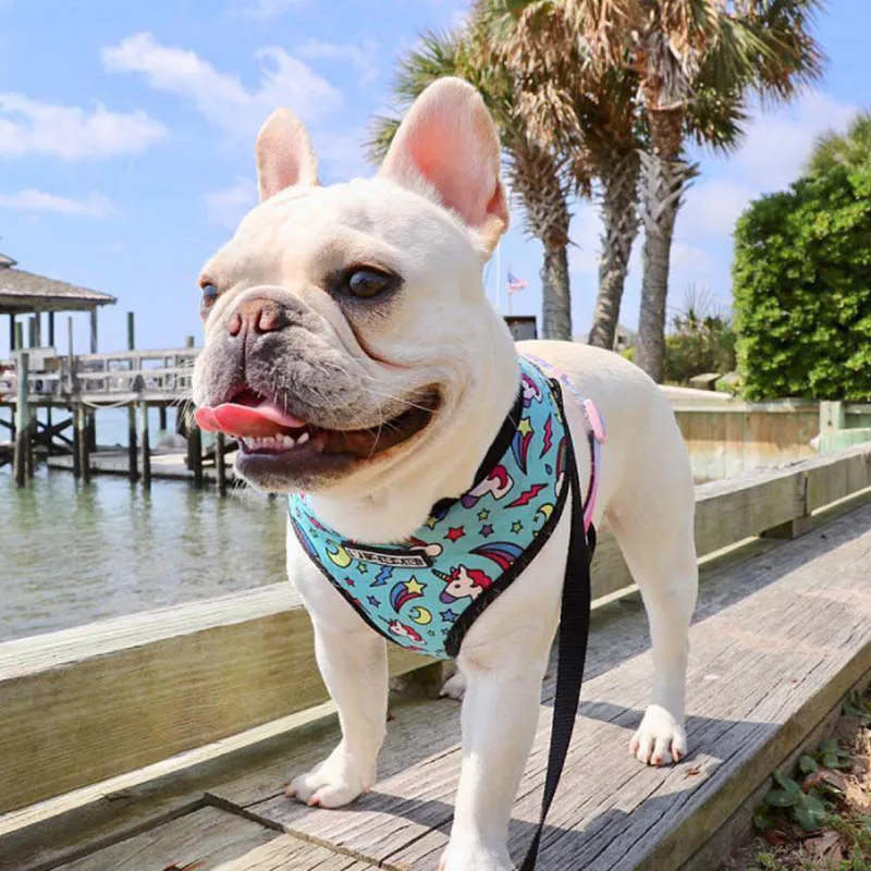 Harnais animal,Harnais pour chien bouledogue français,carlin,petit et moyen gabarit,laisse