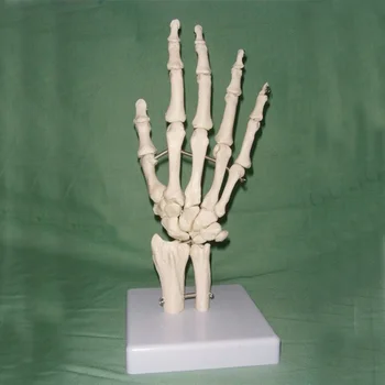 

Joint Model Hand Skeleton Bone Model Wrist Vola Palm Skeleton Model Medical Science Teaching Supplies 1:1 Life Size Human Hand