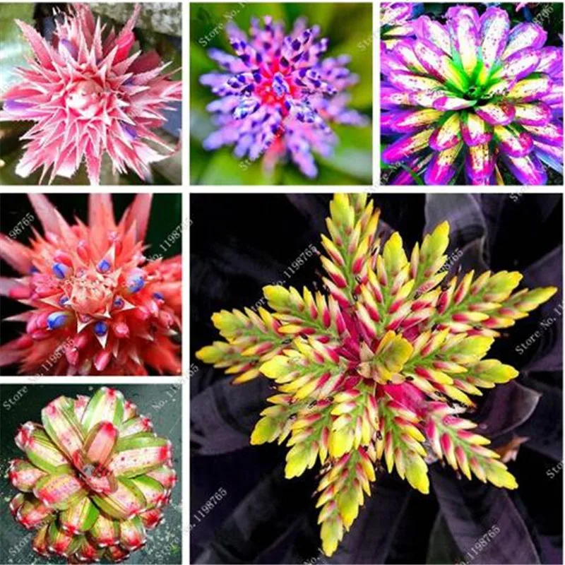 

150Pcs Bromeliad bonsai vegetable and fruit garden succulent plants Mini Cactus Pots Cheap Rainbow Children Bonsai flower Planta
