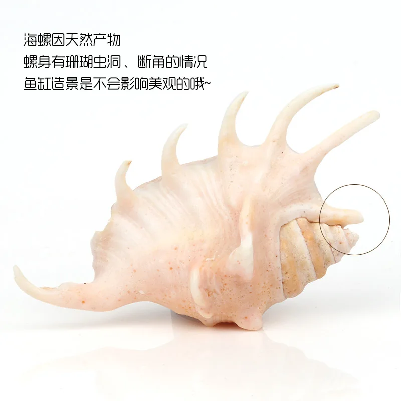 Seven-Horned Natural Conch Creative Gifts Mediterranean Home Decoration Fish Grass Jar Micro-landscape Landscaping Decoration - Цвет: 15-17cm