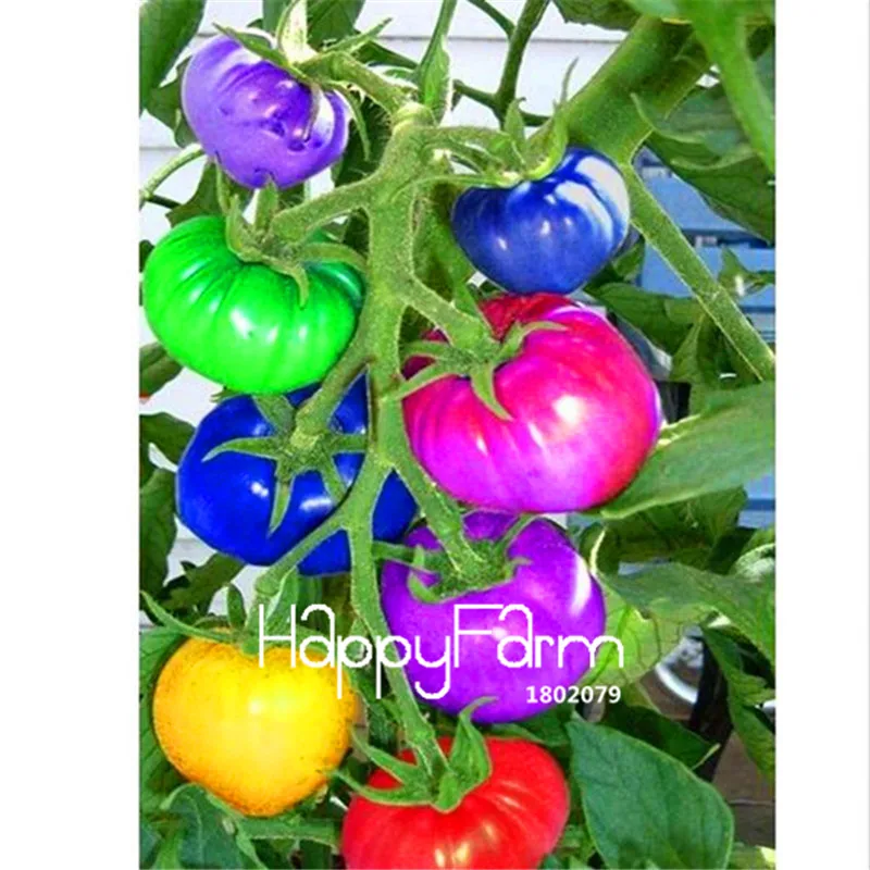 New Fresh 20 Pcs/Lot Rainbow Tomato Plants, bonsai organic vegetable& fruit Plantas,potted plant for home&garden - Цвет: 12
