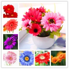 100 шт./упак., Гербера цветок микс flores, бонсай растения для дома и сада и балкона, легко растить лучшая идея для подарка друзьям