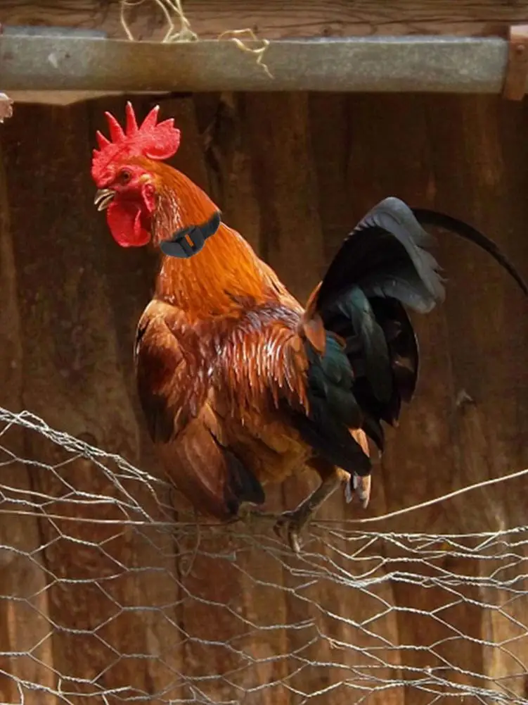 Ошейник для домашних животных шейный ремешок петуха принадлежности птиц 2