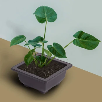 

15 PCS 4.7 Inch Flower Pot, Square Plastic Bonsai Training Pot, Flower Succulent Flower Pot Container, for Garden, Interior, Hom