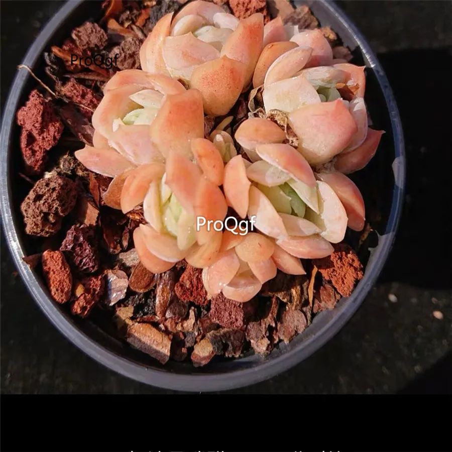 Ngryise 1 шт. набор Echeveria крем ягодный кластер