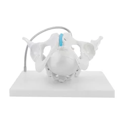 Tête de bébé bassin, 1 pièce, modèle d'exposition de tête de bébé, modèle d'enseignement féminin 