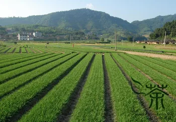 

Garlic Chives Allium Tuberosum Oriental Garlic Zigen-Jiucai