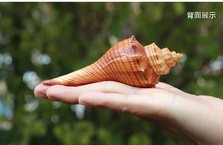 New Fashion Natural Conch Shell Red Sea Snail Aquarium Decoration Scene Fish Crock Micro-landscape Creative Gifts Specimens Gift