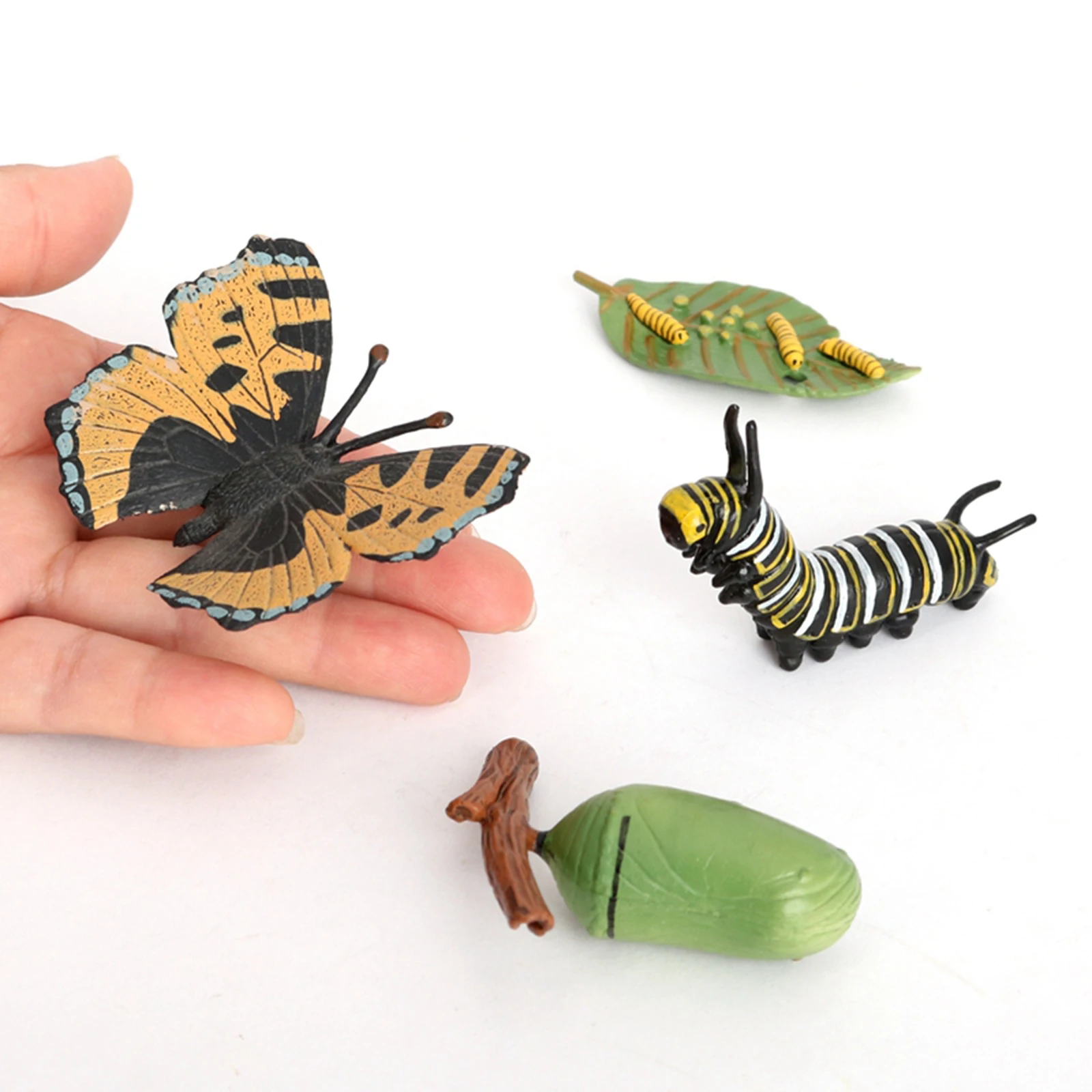 Mariposa realista para el crecimiento del ciclo de la vida, modelo para niños, insectos
