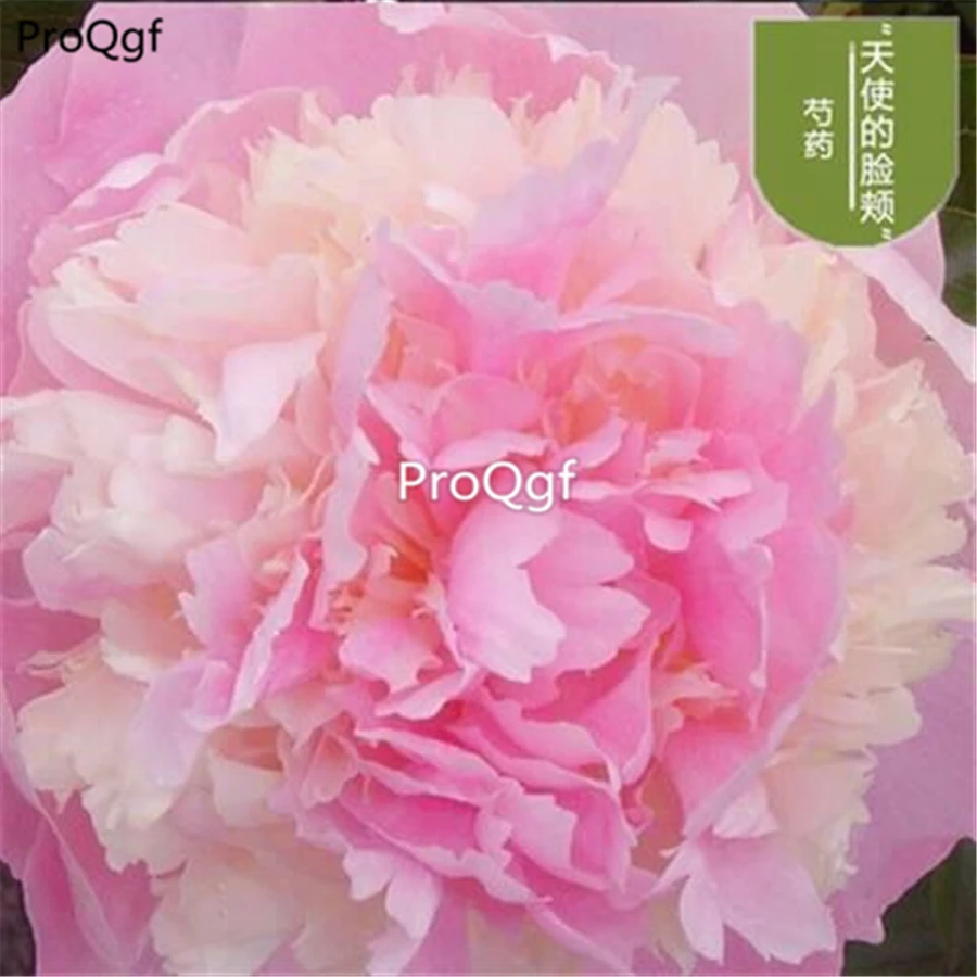 Ngryise 18 шт. набор Paeonia lactiflora пион много видов выбор - Цвет: 6