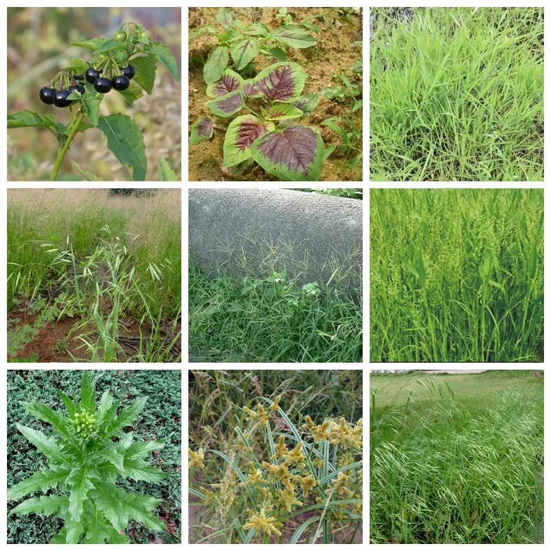 10g Dimethyltetrachloro MCPA(Na) Herbicide Phenoxyacetic acid Selectivity Hormone type Remove Weed Kill Grass Spray Weedkiller
