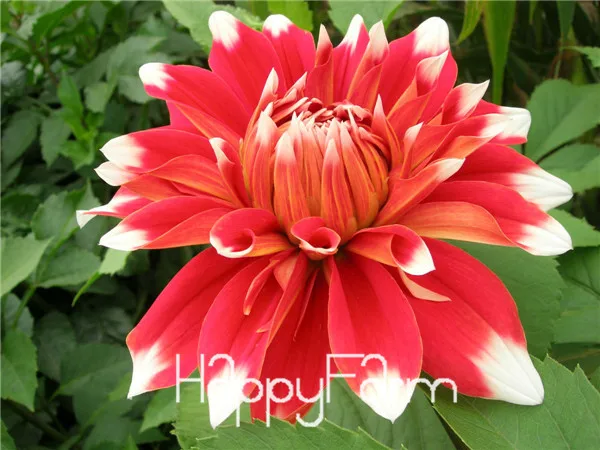 20 Харди жаростойкий разных многолетние Dahlia цветочных растений, 100 шт./упак., светильник Ароматный сад бонсай,# NSD9SG - Цвет: 20