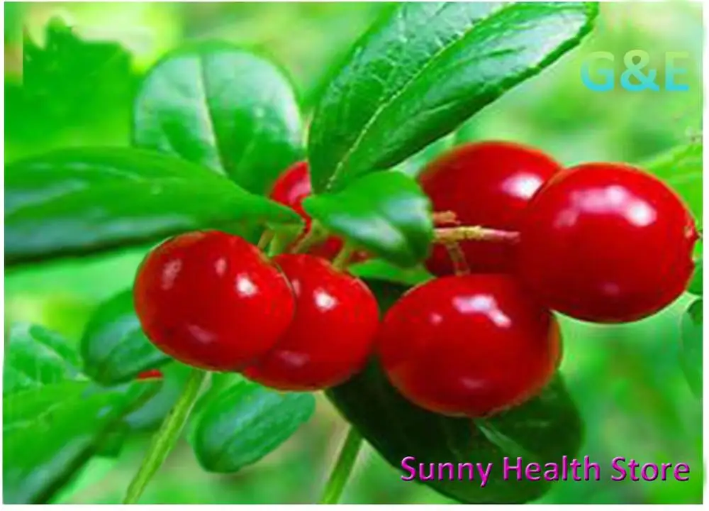 Порошок Альфа арбутина экстракт Bearberry для натурального осветления кожи и