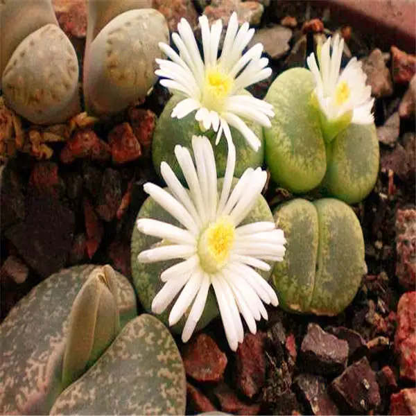 100 шт смесь литопса бонсай живые камни цветок суккулент кактус органическое растение для домашнего сада - Цвет: 100pcs2
