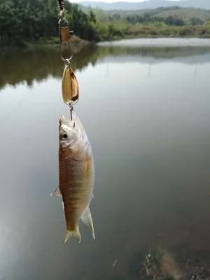 

Set Designed to Kill Sunflower Seed Lure Snakehead Rod Sequin Help Cast Maker 50 Yuan Single Hook Lure White Small China Quasi