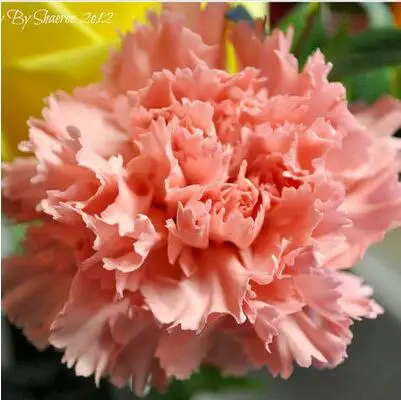 500 шт Dianthus caryophyllus 'Giant Chabaud Mixed' дикая Гвоздика домашний сад - Цвет: 17