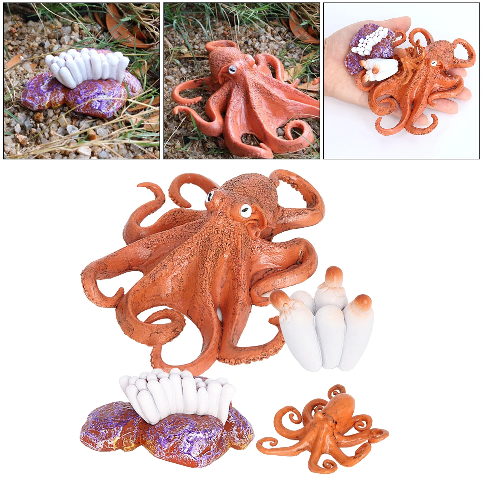 4 Stages Life Cycle of Octopus Nature Insects Life Cycles Growth Model Game Prop Insect Animal Natural Toy