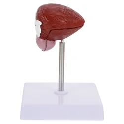 1pc plástico bexiga anatômica modelo de demonstração de ensino fornecimento de equipamentos