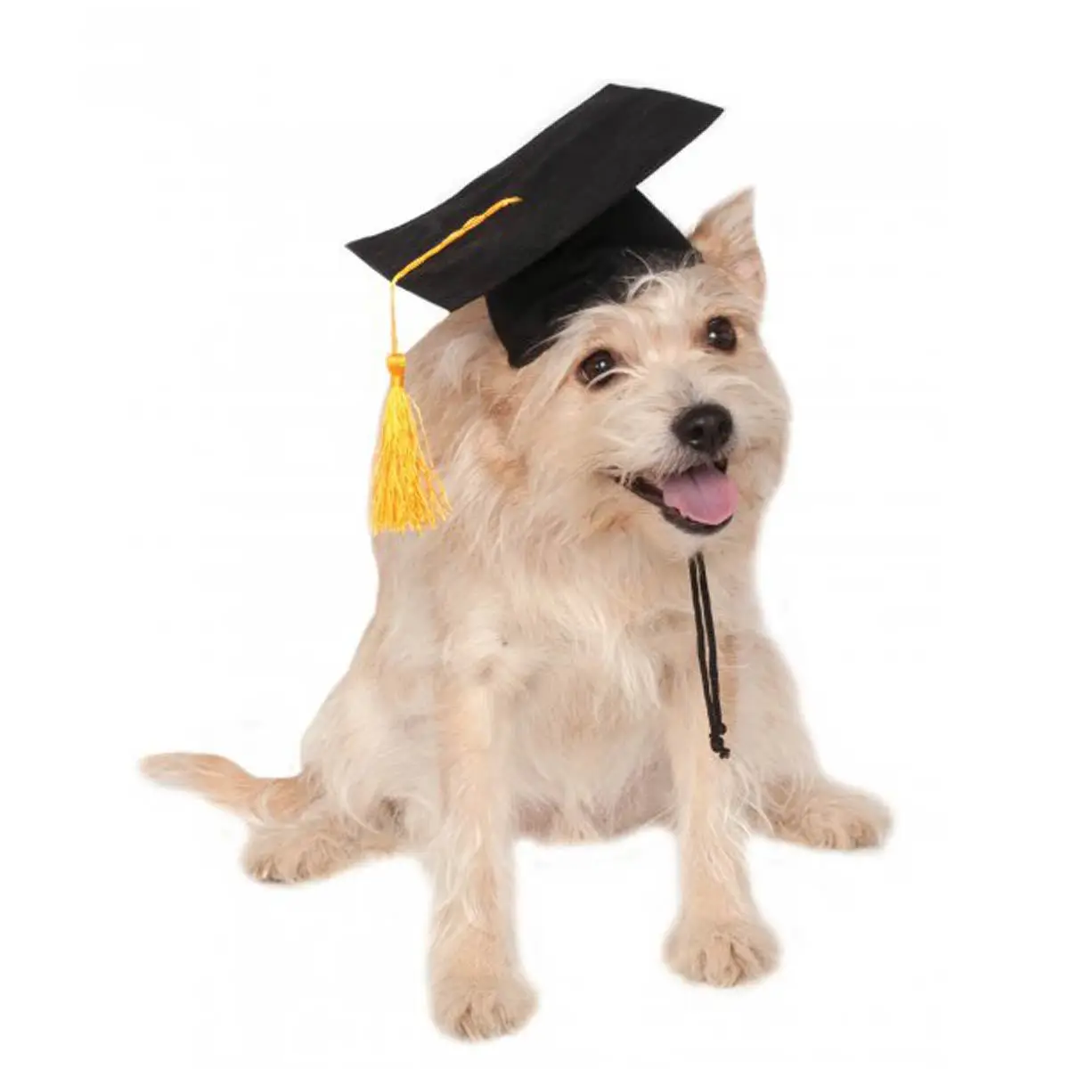 Товары для домашних животных шляпа Doctoral cap вечерние шапки игрушечный Кот шапка и Amazon