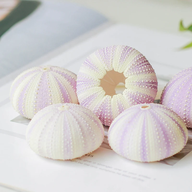 Бесплатная доставка (6 шт./лот) натуральный сон фиолетовый морской Urchin ракушка