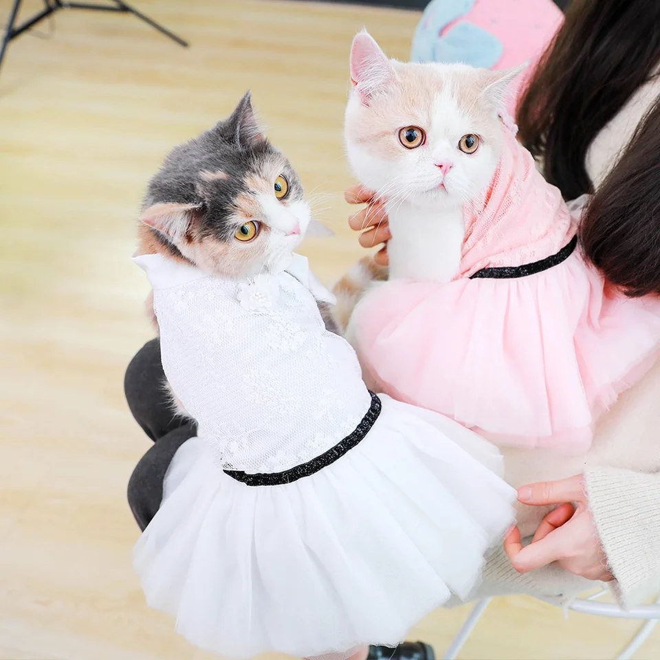 kitten christmas outfit