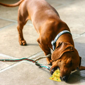 

1pc Plaything Natural Portable Non-toxic Molar Durable Bite Toy for Cat Outdoor Dog Pet